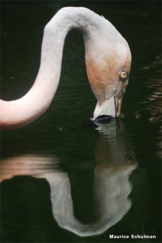 Reflections by Maurice Schulman